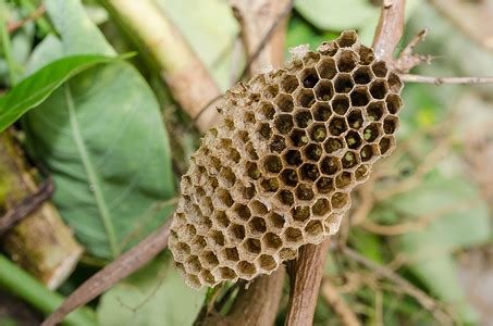 除蜜蜂窩|如何清除黄蜂巢（包含图片）